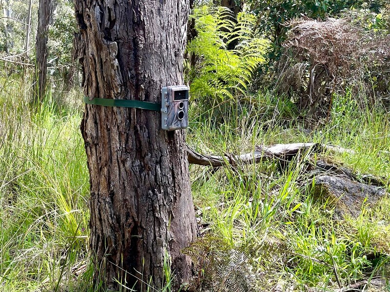 A camera strapped to a tree in woodland at Stony Rises