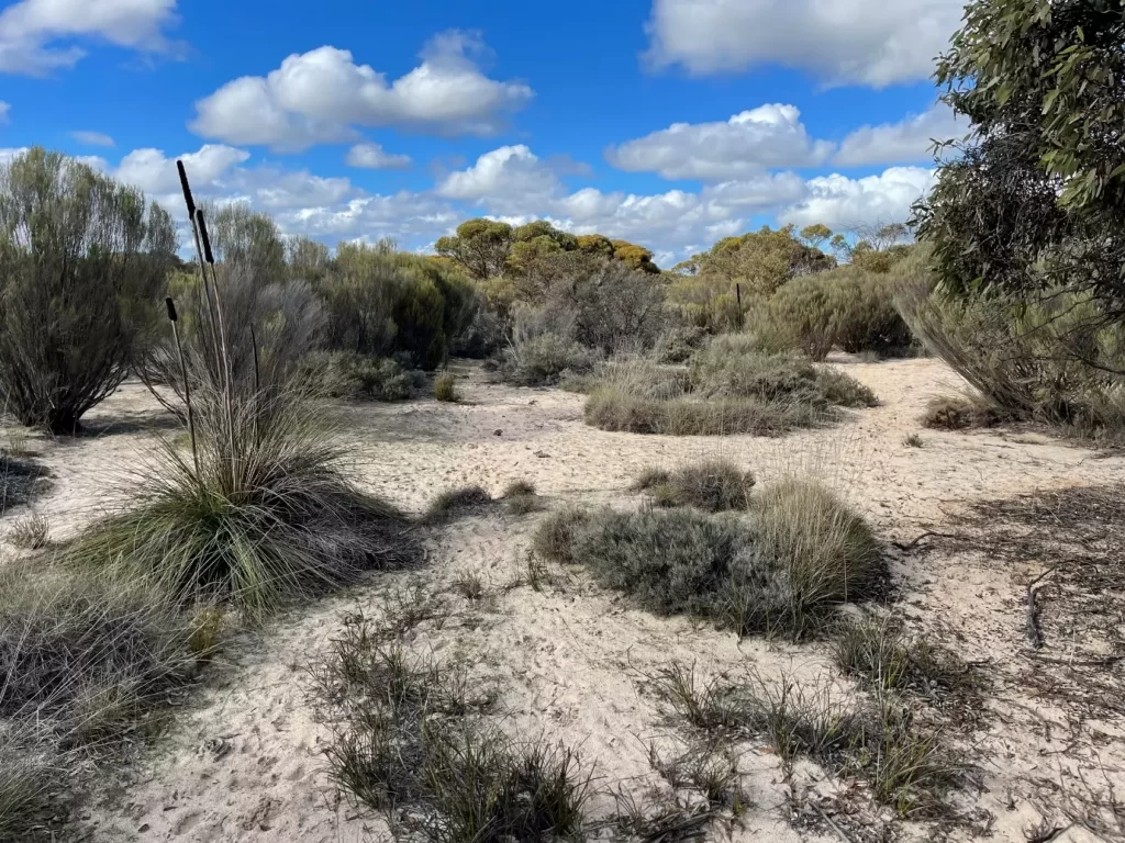 Spinifex and shrubs grow in mallee woodland at Telopea Downs  