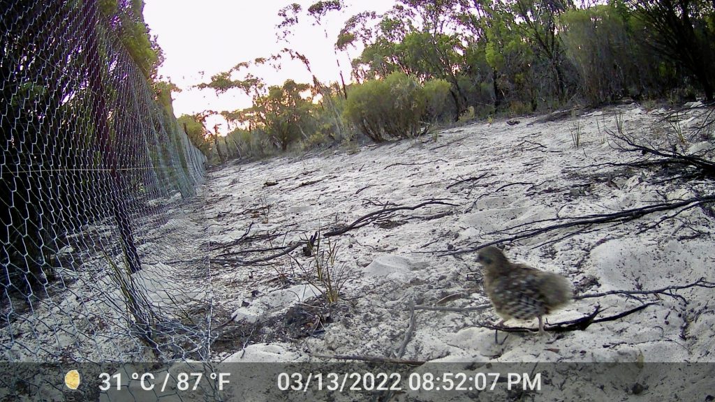 Malleefowl chick running in the foreground, with sandy soil and scrubby trees in the background with a sunset.