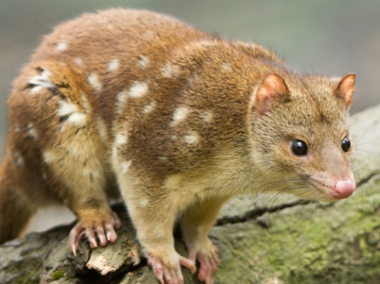 Close-up of spotted quoll  